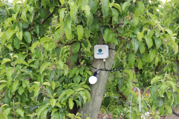 Leaf_wetness_sensor_Weenat-orchard.webp
