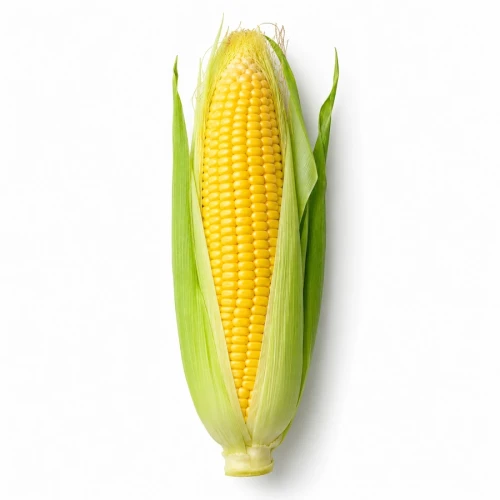 farmportal.sklep-model-chorobowy-kukurydzy.webp