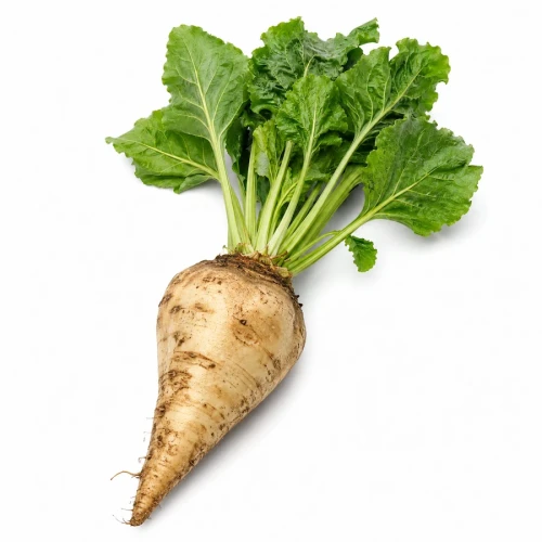 FarmPortal-model-chorobowy-dla-buraka-cukrowego.webp