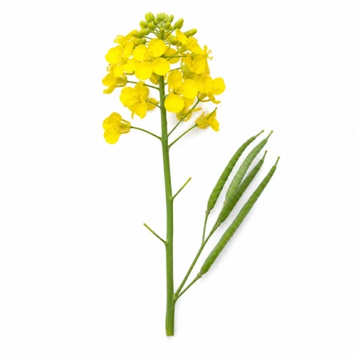FarmPortal-modele-chorobowe-dla-rzepaku.webp