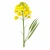 FarmPortal-modele-chorobowe-dla-rzepaku.webp