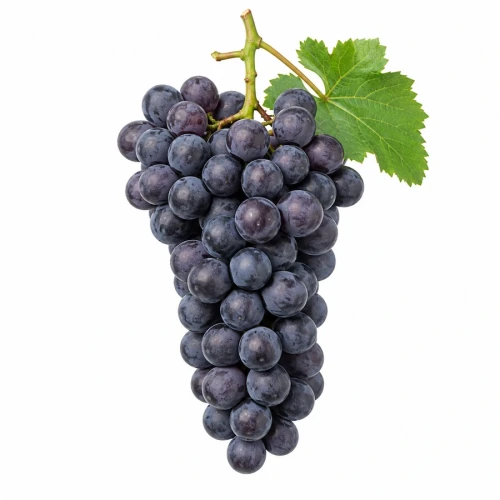 FarmPortal.sklep-modele-chorobowe-dla-winorosli.webp