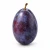 FarmPortal.sklep-modele-chorobowe-dla-sliwy.webp