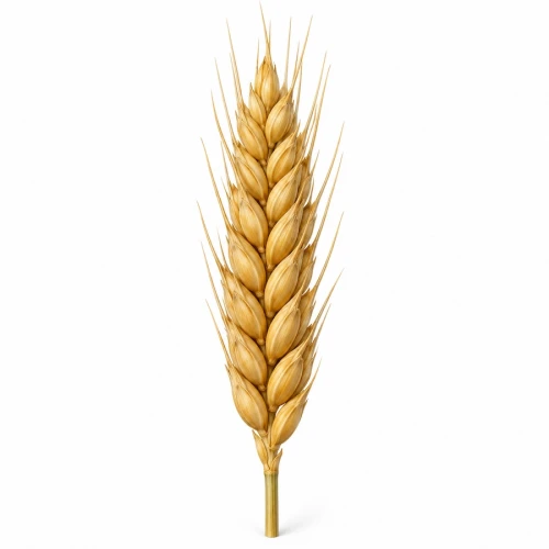 FarmPortal.sklep-modele-chorobowe-dla-pszenicy.webp