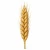 FarmPortal.sklep-modele-chorobowe-dla-pszenicy.webp