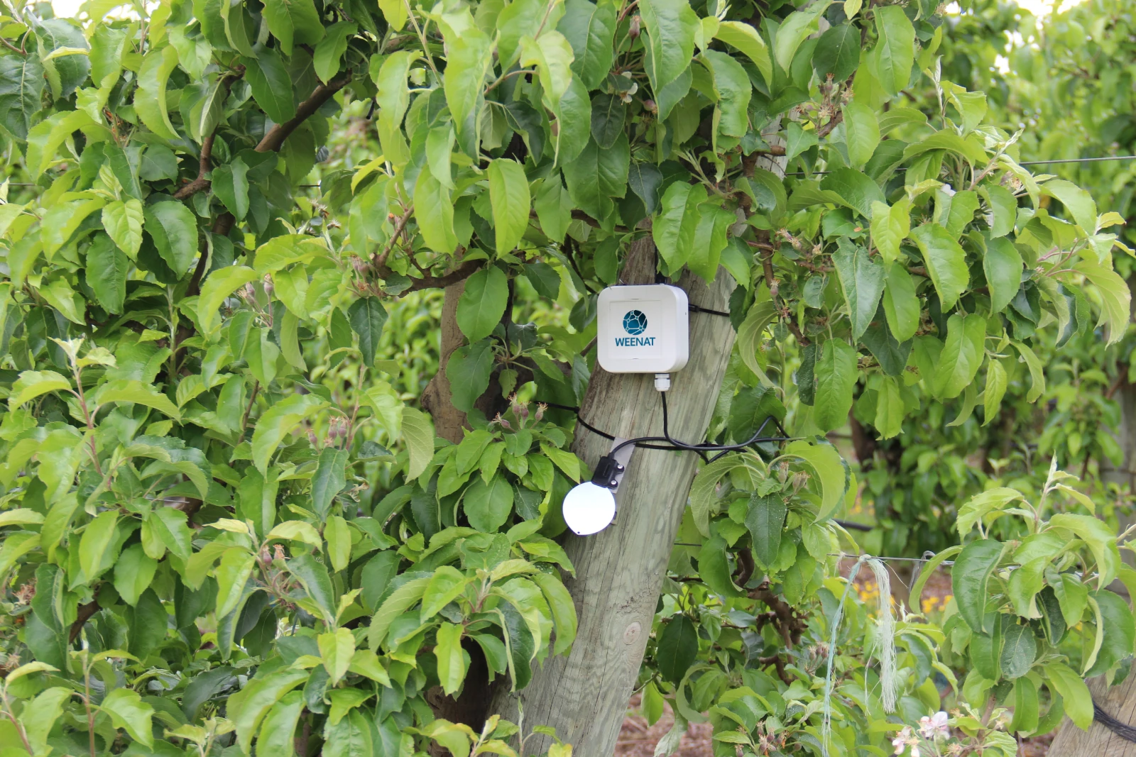 Budowa czujnika zwilżenia liści Weenat